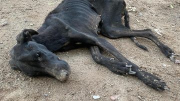 “No damos más”: el desesperado pedido de la organización “Bichos” al encontrar a una perrita