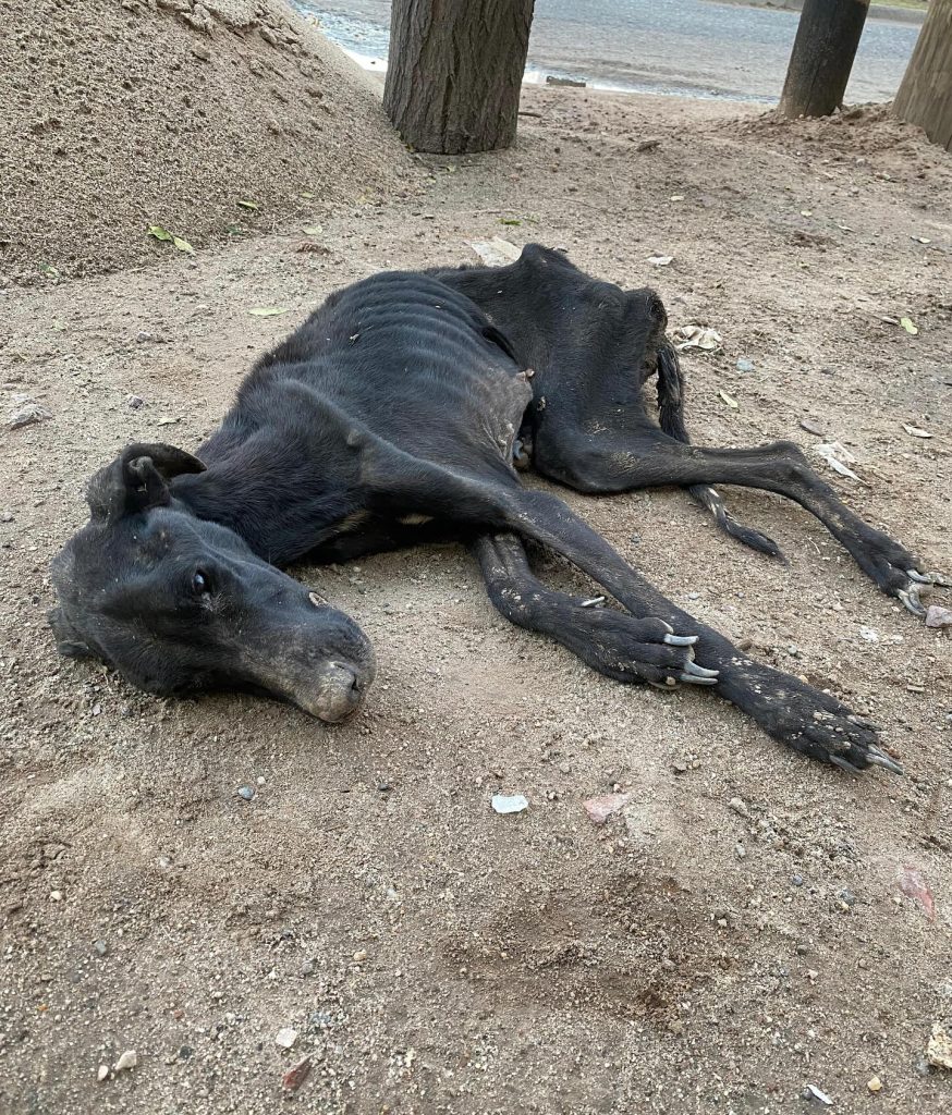 “No damos más”: el desesperado pedido de la organización “Bichos” al encontrar a una perrita