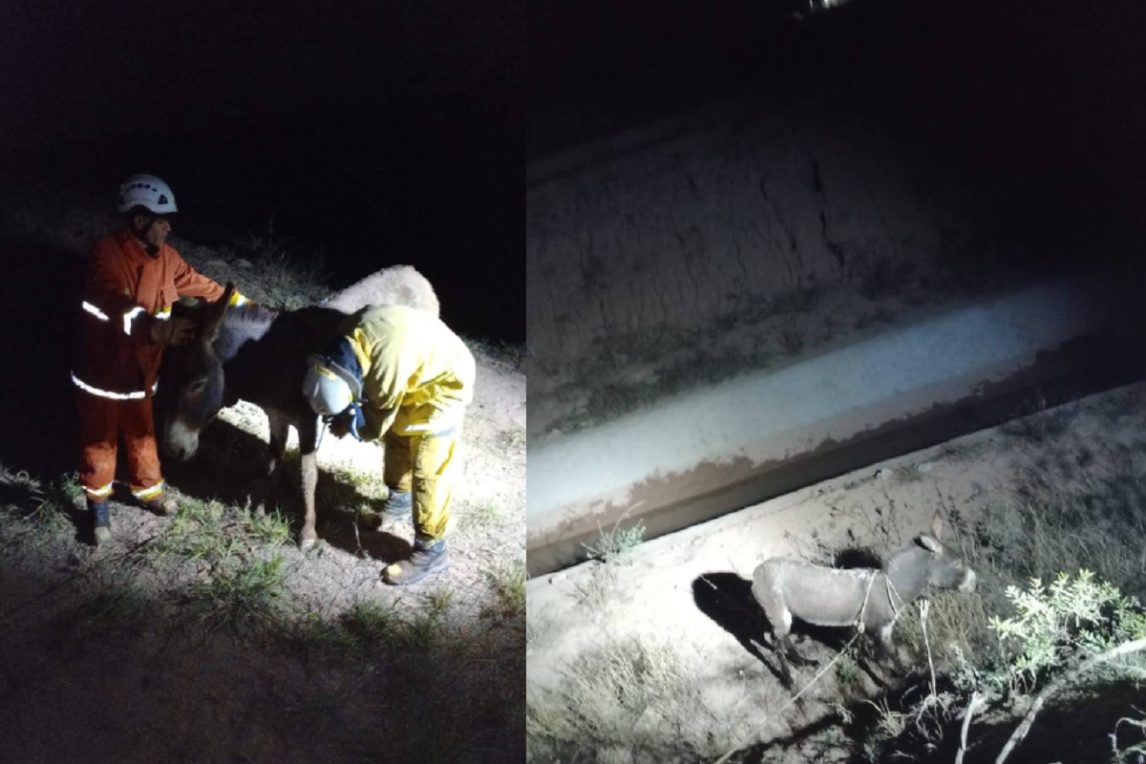 Un burro movilizó al intendente y a los Bomberos Voluntarios de Quimilí