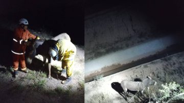 Un burro movilizó al intendente y a los Bomberos Voluntarios de Quimilí