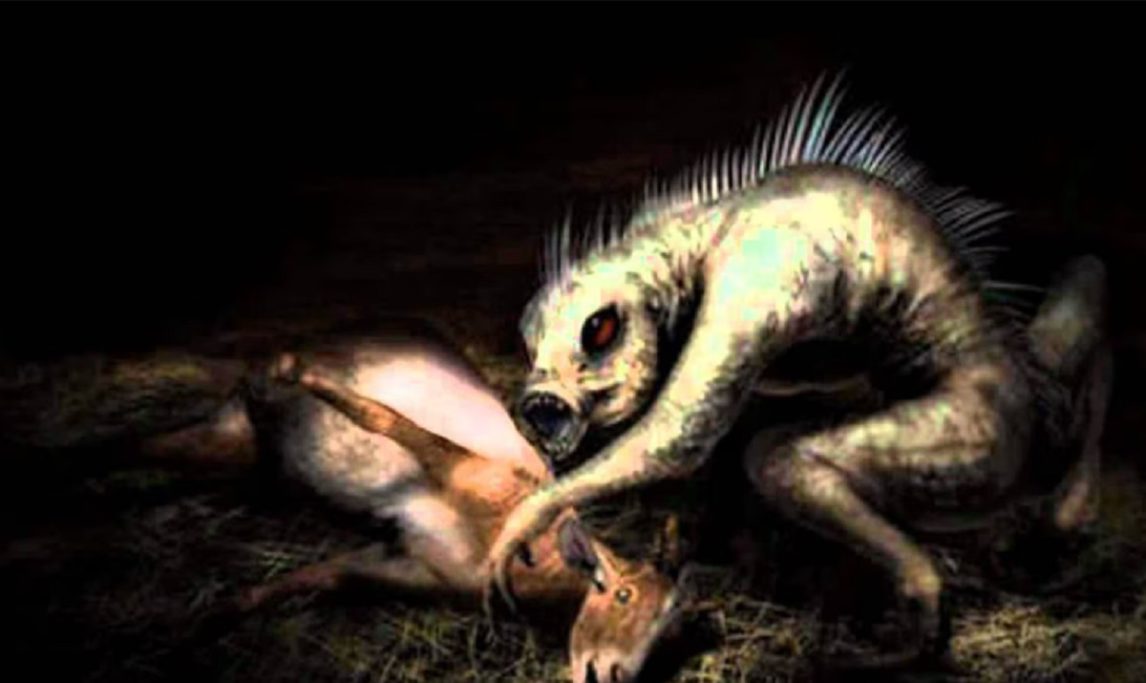 ¿Volvió el “chupacabras”? Aparecieron más de una decena de animales mutilados en Tintina