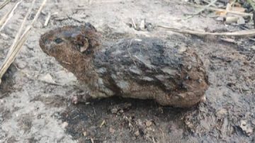 El sufrimiento de los animales; la otra cara de los incendios forestales