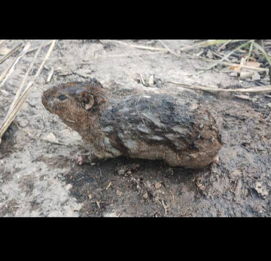 El sufrimiento de los animales; la otra cara de los incendios forestales