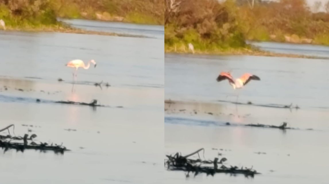 Una inesperada visita causó sorpresa en el río Dulce: “¡Un flamenco, un flamenco!”