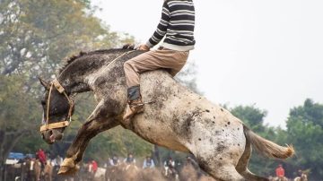 Villa Unión: Un hombre resultó herido en un accidente de doma