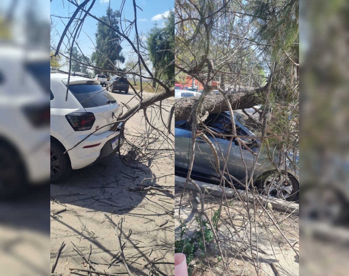 FOTOS: Viento fuerte sacude Santiago del Estero y derriba árboles en el Parque Aguirre