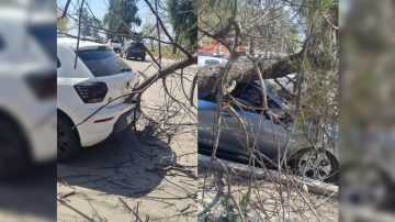 FOTOS: Viento fuerte sacude Santiago del Estero y derriba árboles en el Parque Aguirre