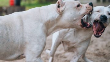 Escalofriante: quiso separar una pelea de perros y terminó con un dedo amputado