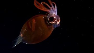 Salió el “álbum de figuritas” del streaming del Conicet: Cómo descargarlo