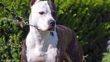 ¿Raza peligrosa o falta de adiestramiento? Tres ataques de pitbull en 24 horas en Santiago del Estero