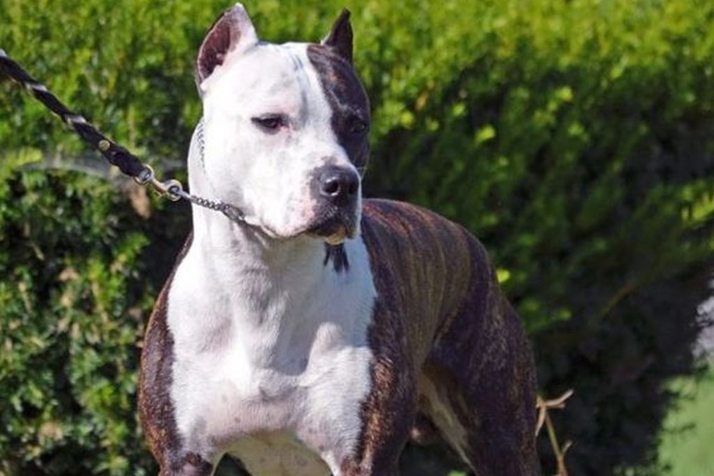 ¿Raza peligrosa o falta de adiestramiento? Tres ataques de pitbull en 24 horas en Santiago del Estero
