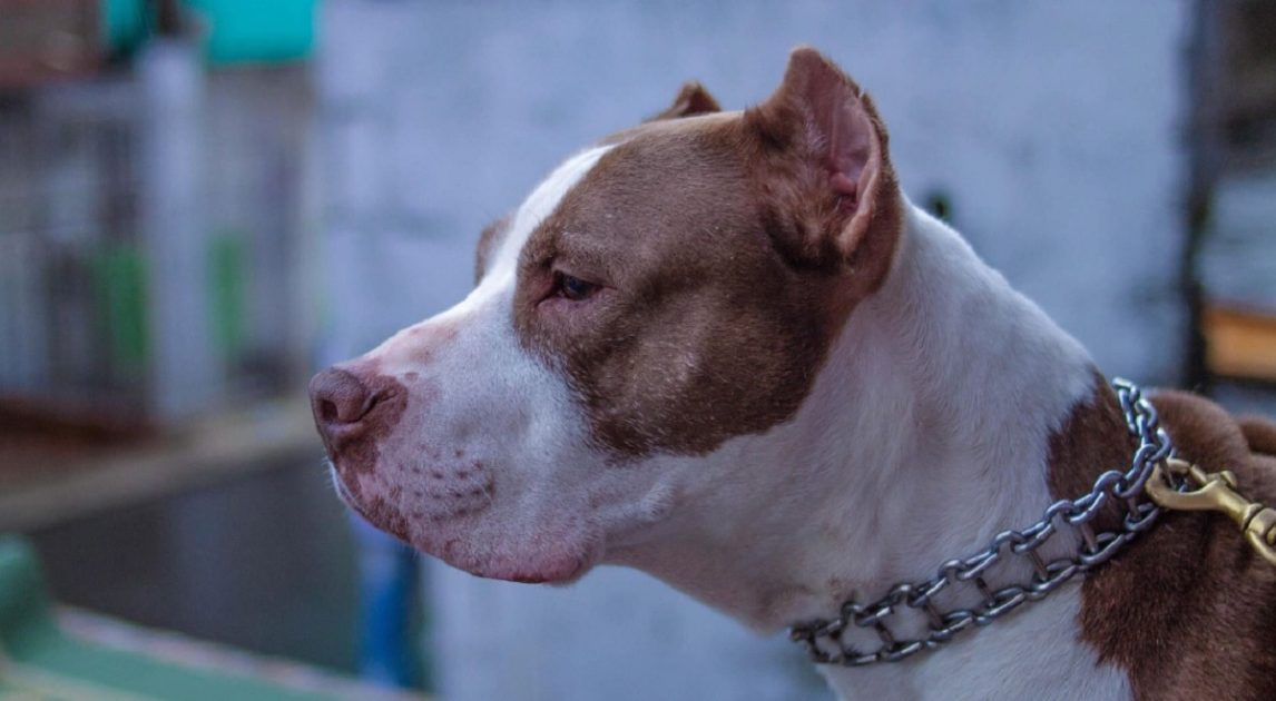 Pitbull atacó a una niña de 8 años que jugaba con su amiga en el fondo de una despensa