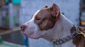 Pitbull atacó a una niña de 8 años que jugaba con su amiga en el fondo de una despensa