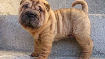 Buscan a “Zombie” por robar en una casa: se llevó $500.000, celulares y hasta una perrita Shar pei