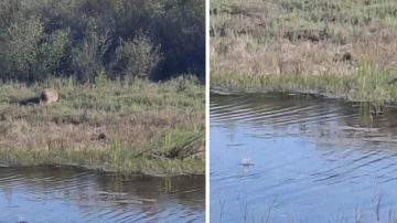 Alerta en la ruta 34 por la presencia de carpinchos y otros animales que escapan de los incendios forestales