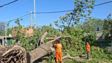 El viento azotó Santiago del Estero: calles cubiertas de ramas y árboles caídos