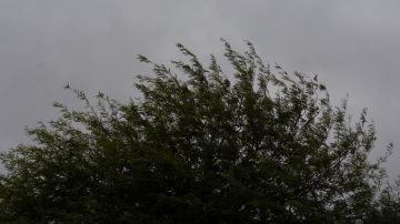 “Finde” con tormentas aisladas: Probabilidad de lluvias y ráfagas de hasta 59 km/h