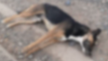 Investigan a un hombre acusado de matar a tres perros, utilizando un veneno letal para humanos