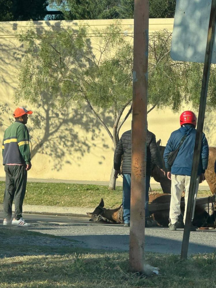 Indignación por grave caso de maltrato animal en Las Termas