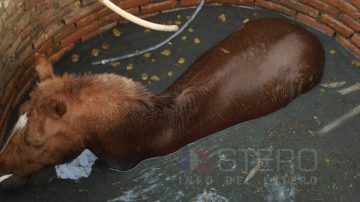 Impresionante operativo para rescatar a un caballo que cayó en un pozo en Señora Pujio