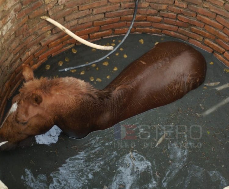 Impresionante operativo para rescatar a un caballo que cayó en un pozo en Señora Pujio