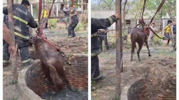 Luego de horas de tensión Guardavidas, Bomberos y la Policía Montada rescataron a un caballo