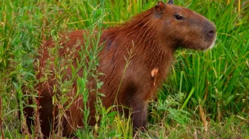 Carpinchos huyen de los incendios forestales y se exponen a ser embestidos en las rutas
