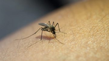 Se supo qué provincias registraron la mayor cantidad de casos de dengue en la temporada 2024-2025