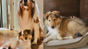 Reapareció Alberto Fernández, presentó a su nuevo perro Lennon y cargó contra los “perros consejeros”