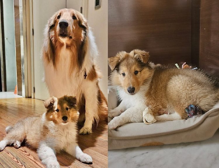 Reapareció Alberto Fernández, presentó a su nuevo perro Lennon y cargó contra los “perros consejeros”