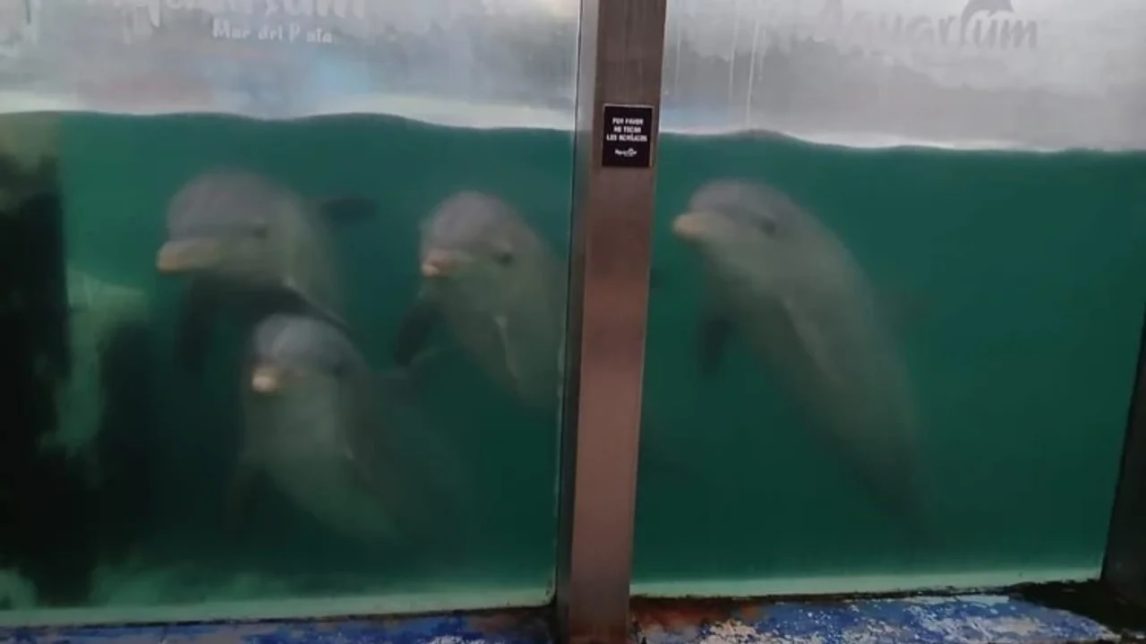 Suspenden espectáculos marinos en Mar del Plata y hay temor por el destino de los delfines