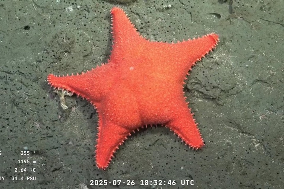 Misterios del fondo marino: arranca una nueva misión del Conicet con stream en vivo