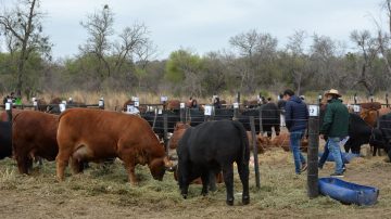 Todo listo para la ExpoBRA NOA 2025: Conocé el cronogarma de actividades