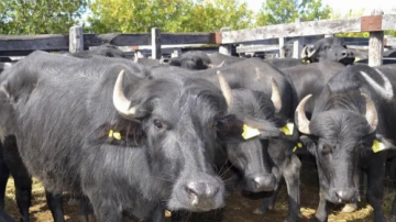 Ataque de cuatreros en Malbrán: se le escaparon 30 búfalos silvestres y solo encontró dos cabezas