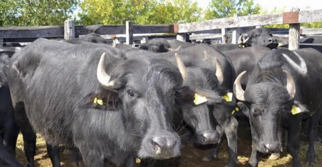 Ataque de cuatreros en Malbrán: se le escaparon 30 búfalos silvestres y solo encontró dos cabezas