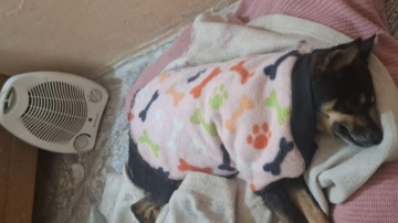 Tristeza en Añatuya: murió Corchita, la perra que fue apuñalada y abandonaron en el monte