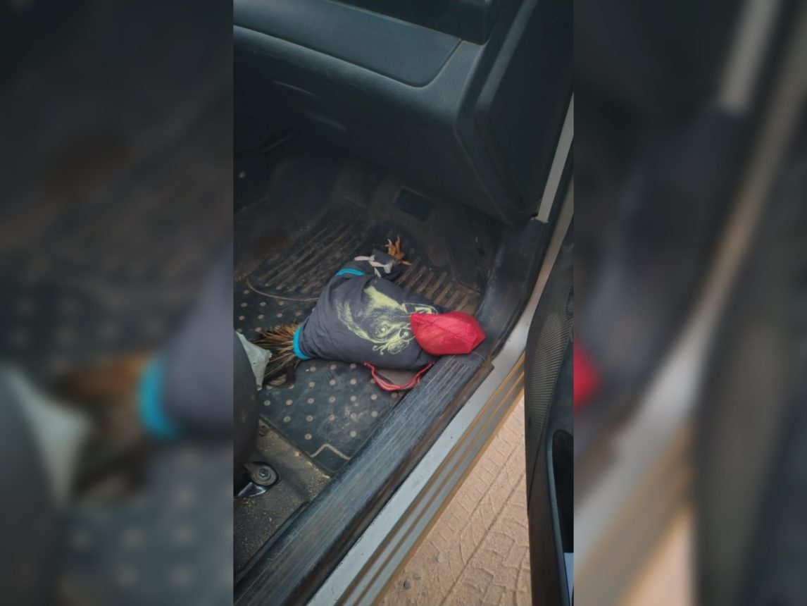 FOTOS: Rescatan gallos de riña que traían desde Córdoba a Santiago del Estero