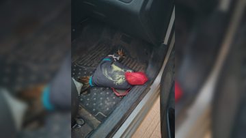 FOTOS: Rescatan gallos de riña que traían desde Córdoba a Santiago del Estero