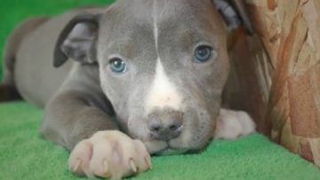 Audaz ladrón ingresó a una vivienda y sustrajo un pitbull recién nacido