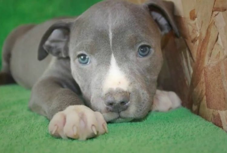 Audaz ladrón ingresó a una vivienda y sustrajo un pitbull recién nacido
