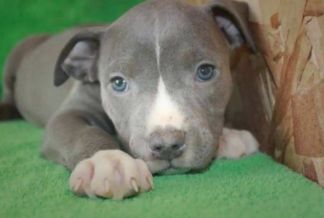 Audaz ladrón ingresó a una vivienda y sustrajo un pitbull recién nacido