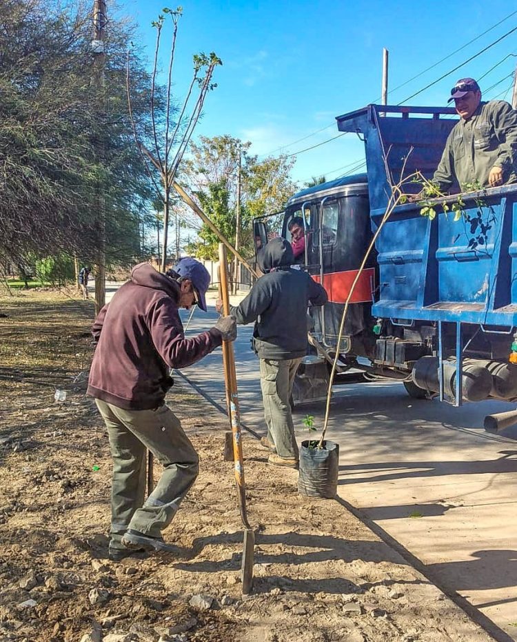 La Municipalidad capitalina comenzó la plantación de más de 2300 árboles en el barrio Juan Díaz de Solís
