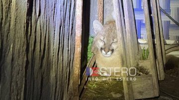 Sorpresiva aparición de un cachorro de puma en un barrio de Añatuya