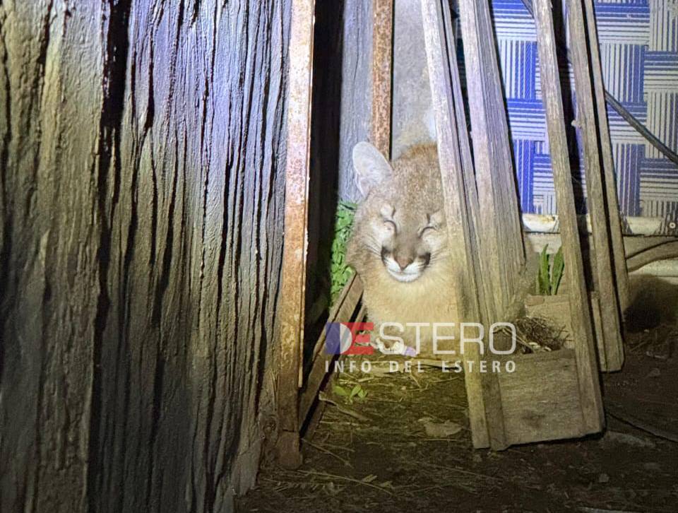 Sorpresiva aparición de un cachorro de puma en un barrio de Añatuya