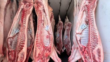 Decomisan 24 medias reses de cerdo en un control cerca del hipódromo