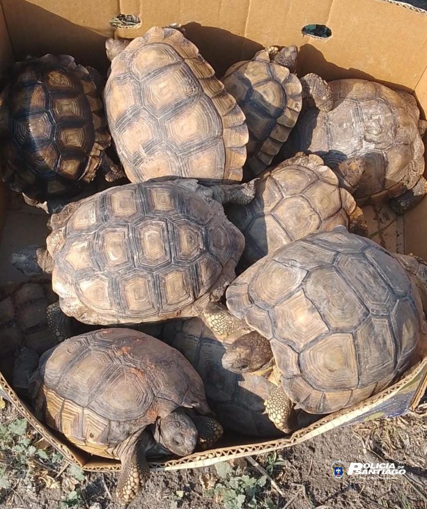 B° San Martín: Rescatan 13 tortugas en cautiverio y detienen a un sujeto
