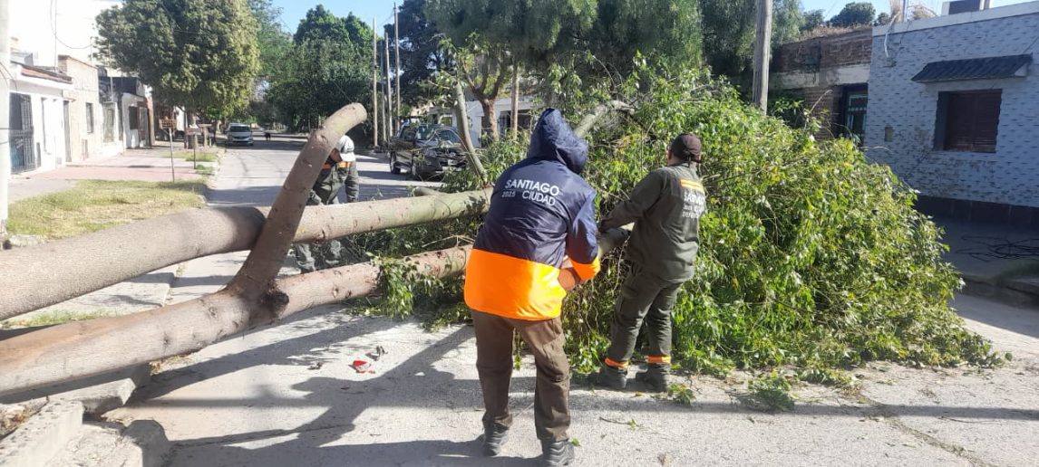 Continúan los trabajos para retirar árboles derribados por el fuerte viento