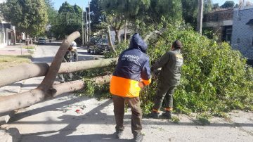 Continúan los trabajos para retirar árboles derribados por el fuerte viento