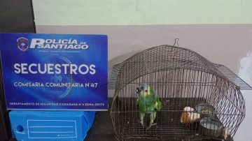 El loro bandeño regresó a su casa: lo habían vendido por $30.000