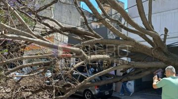 Un árbol de gran tamaño cayó, dañó un auto estacionado y quedó atravesado en la calle: caos en el tránsito